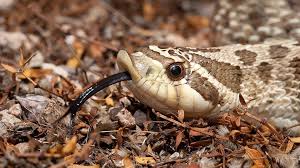 hognose snake